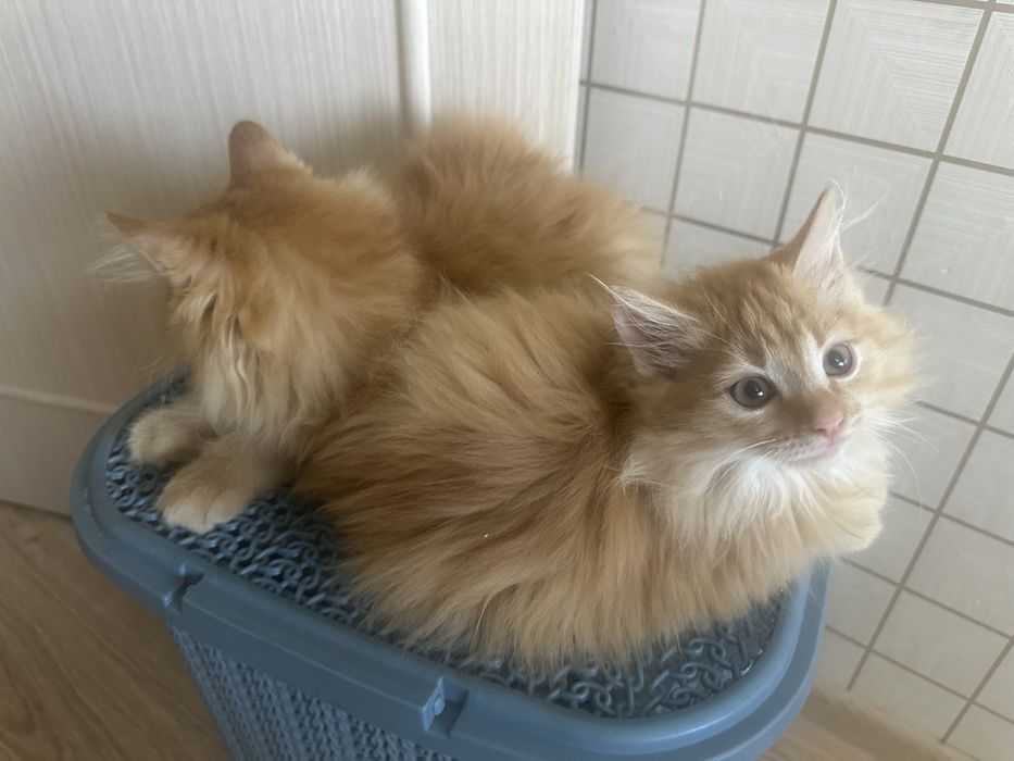 рыжий котенок