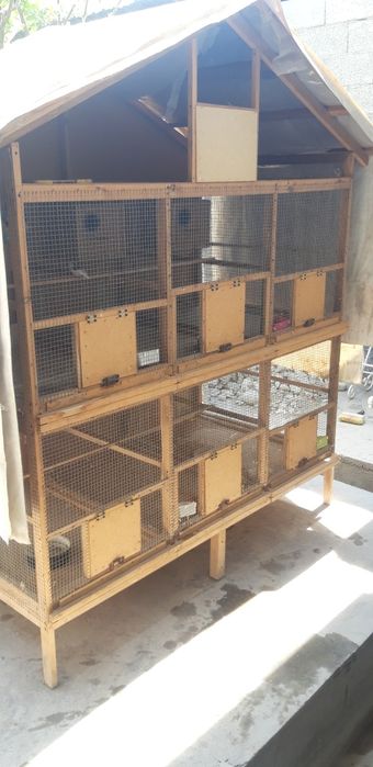 Qushlar bilan Katak sotiladi.