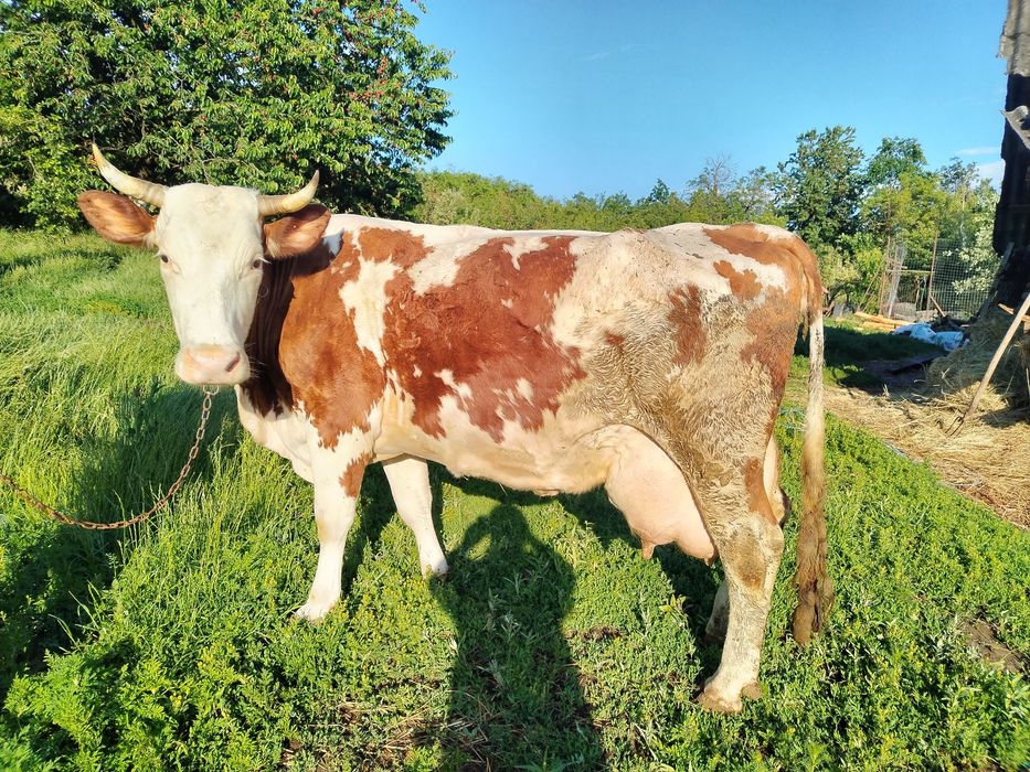 Vând vacă 25 Li Lapte