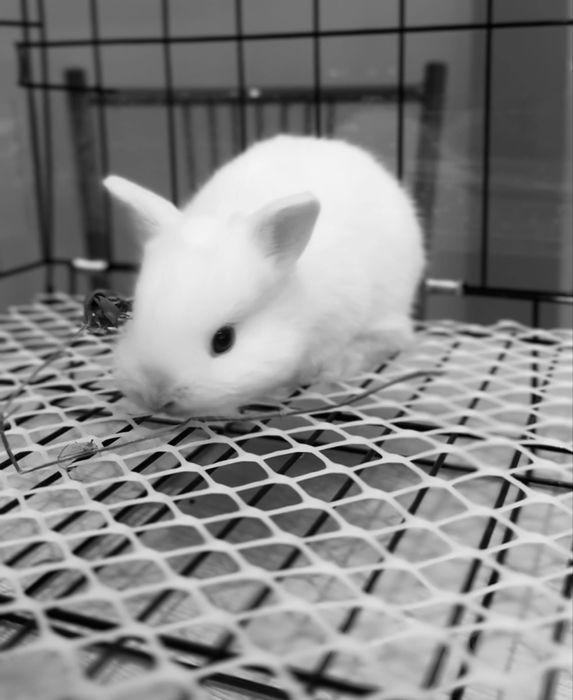 Декоротивный кролик