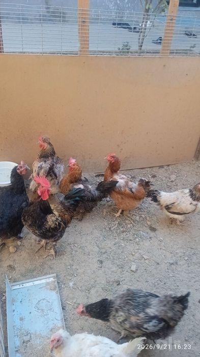 Tovuq  xoroz paranda