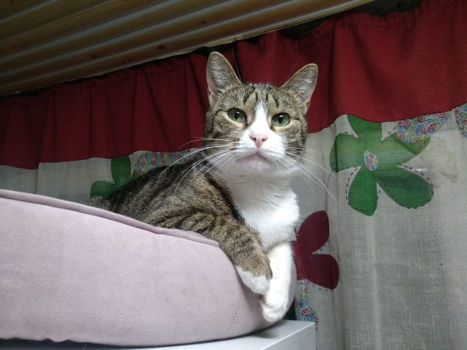 Кошечка Анфиса с приданым и доставкой!