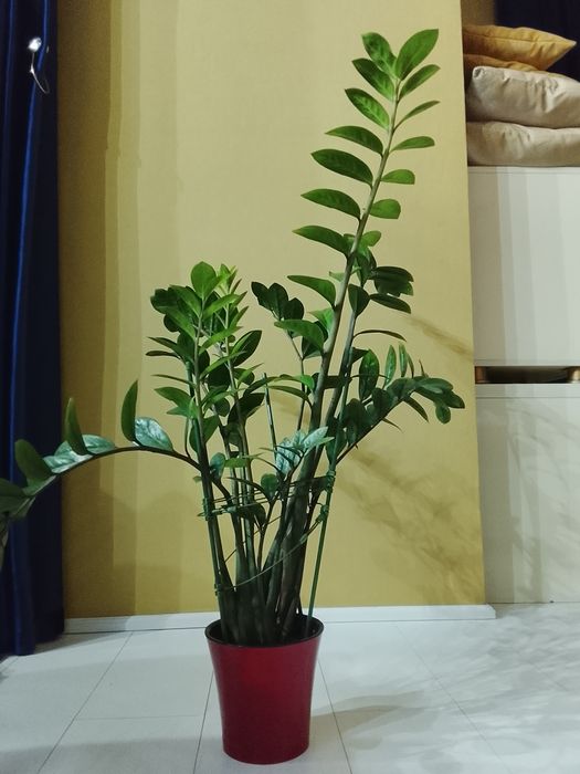 Замиокулькас ( Долларовое дерево)