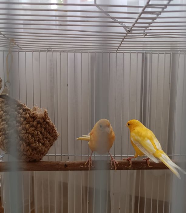 Птичка Канарейка