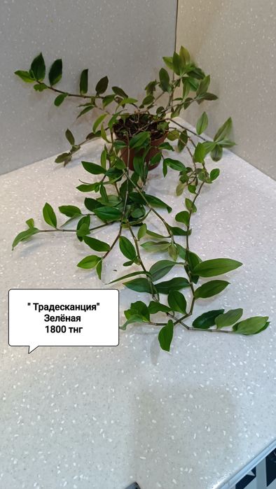 Комнатные цветы для дома