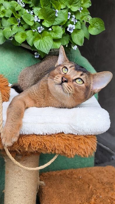 Абиссинские  котята . КЛУБ