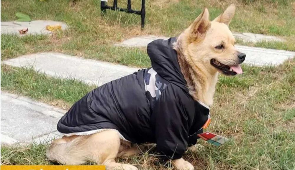 Кучешка дреха зимно ватирано палто яке худи с пухена качулка черно