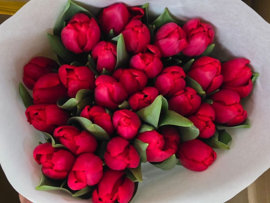 Продам тюльпаны