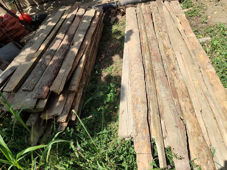 Гарбил,чорний паталог