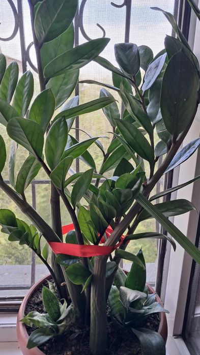 Продам домашние цветы долларовое дерево