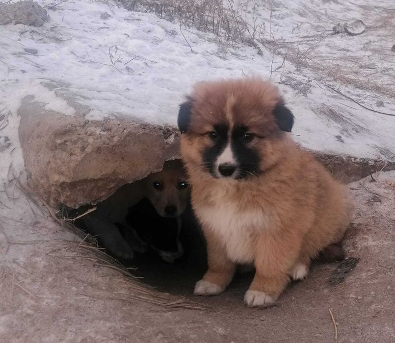 Щенки срочно, ищут дом.