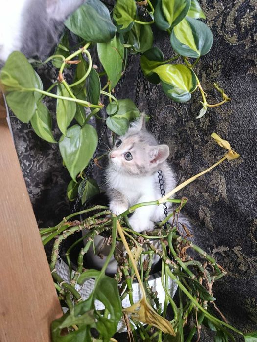 Милые котята ищут дом