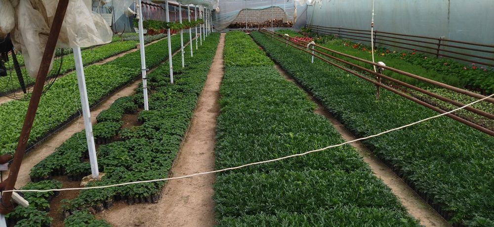 Павлония ва биогумус сотилади