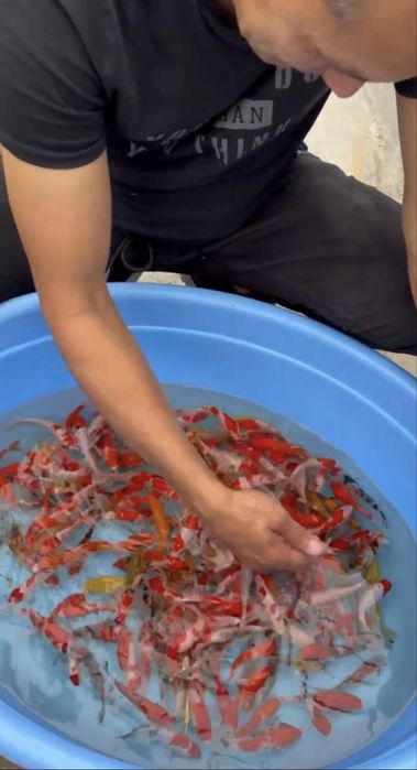 Koya baliqla sotilladi