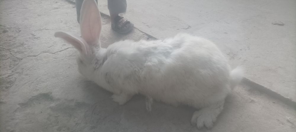 Куйон сотилади семиз 40 мин кг тарозига