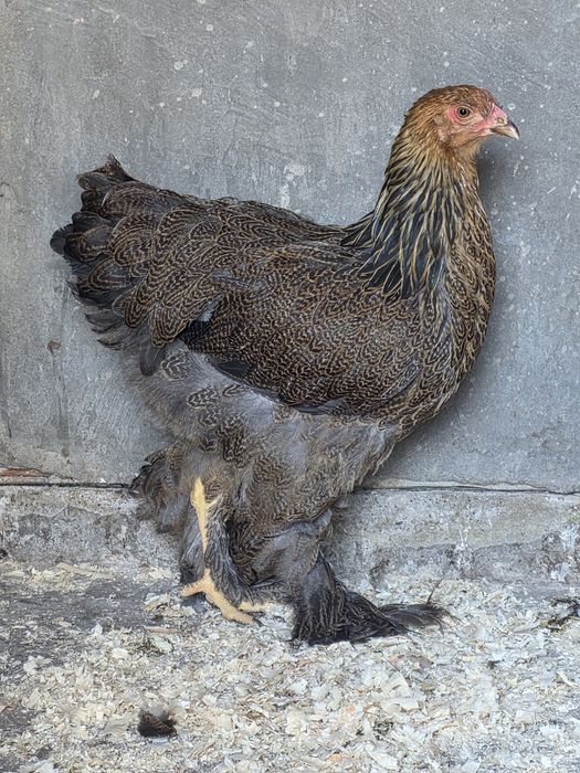 Tineret Brahma potârnichiu pe negru disponibili