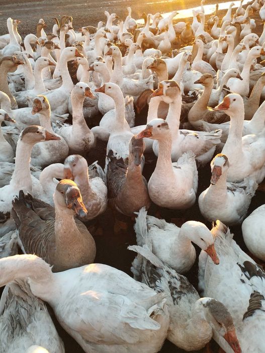 Продам гусей линда