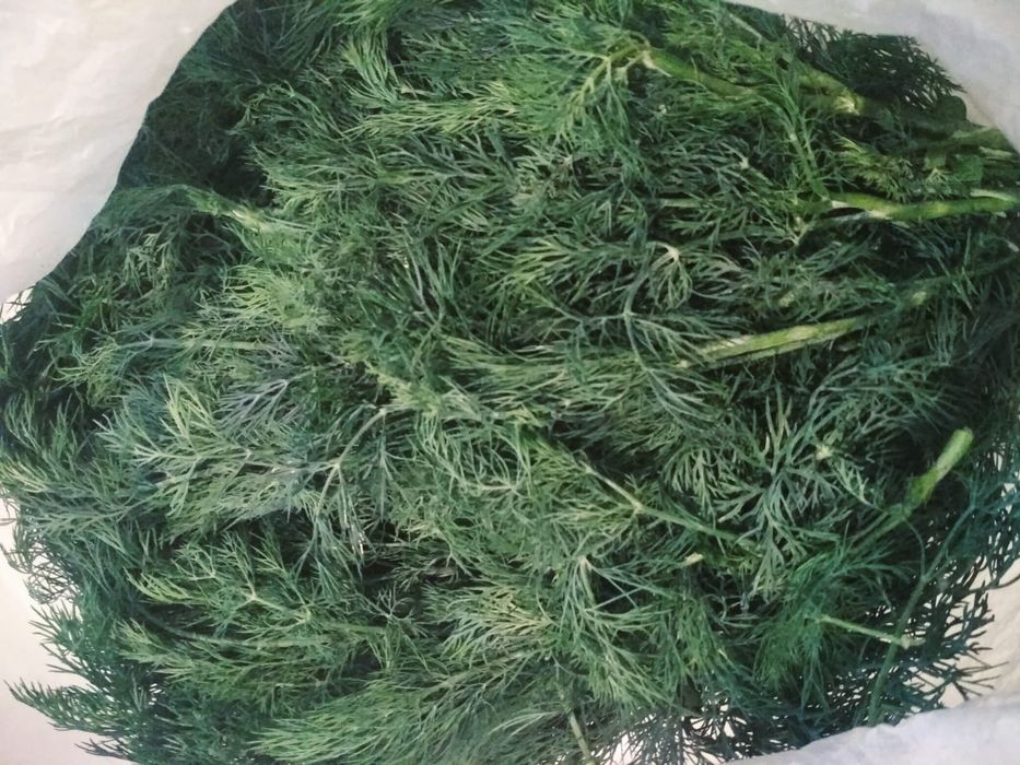 Продам семена укропа стакан 250 мл.