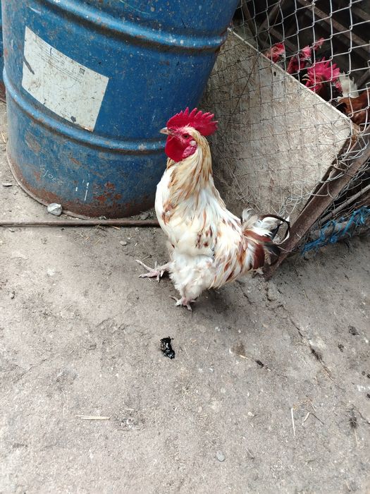 Vând cocoși de anul trebut