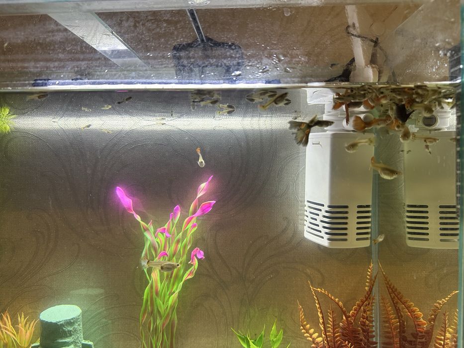 Гуппи разновидные