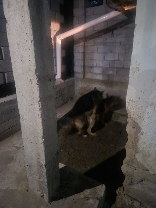 Продам собак овчарок или поменяю