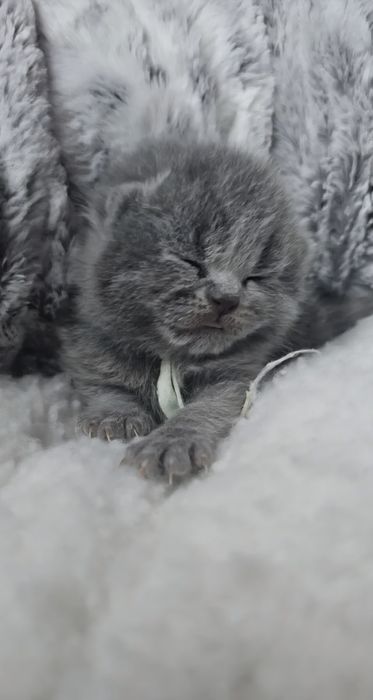 British shorthair femela