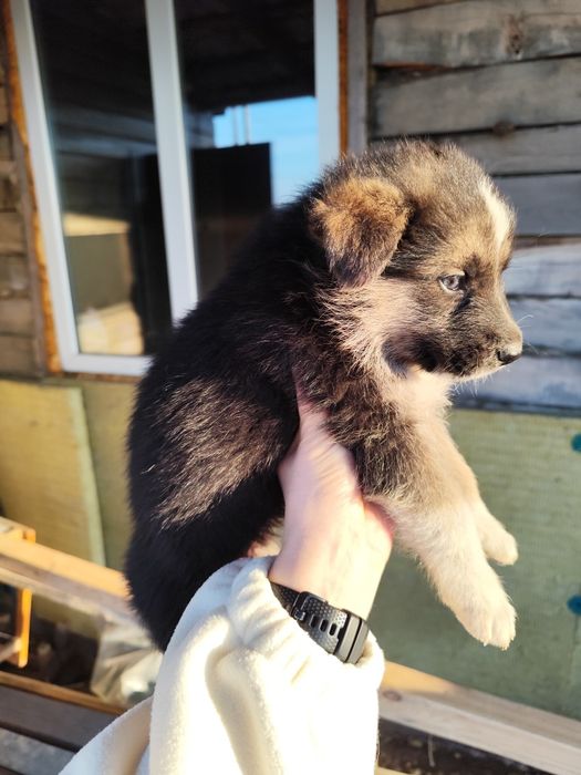 Продам щенка немецкой овчарки (девочка )