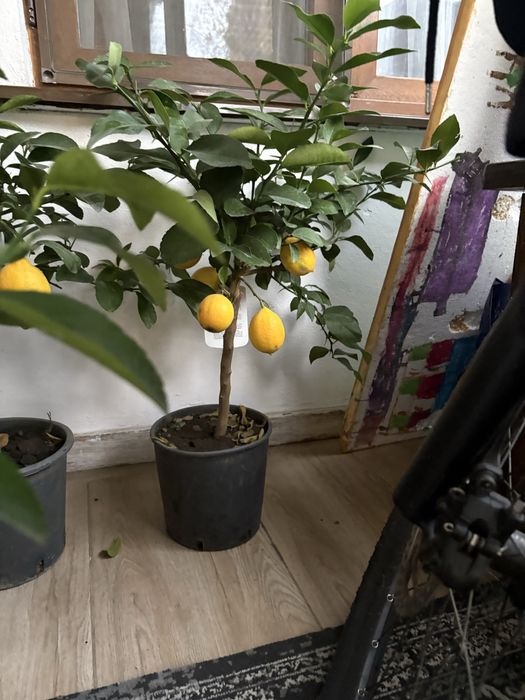 Vand lamai in ghiveci