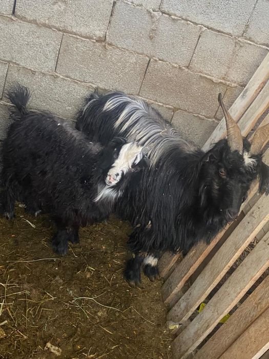 Продам козу с козленком