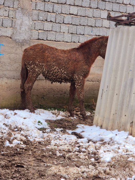 Тай сатылады кеп коріңдер