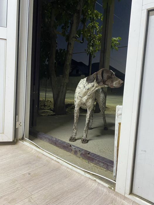 Пропала собака тассай