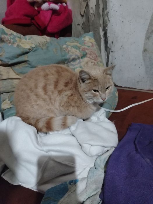 Рыжий котик ищет хозяина