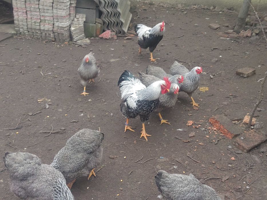 Oua de plymuth arginti