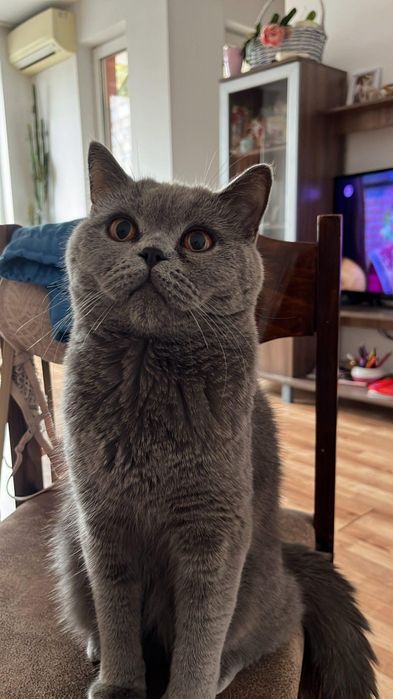 Подарявам котки- британка и обикновена порода