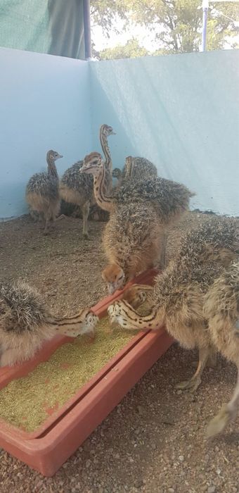 Чёрные африканские страусята страус