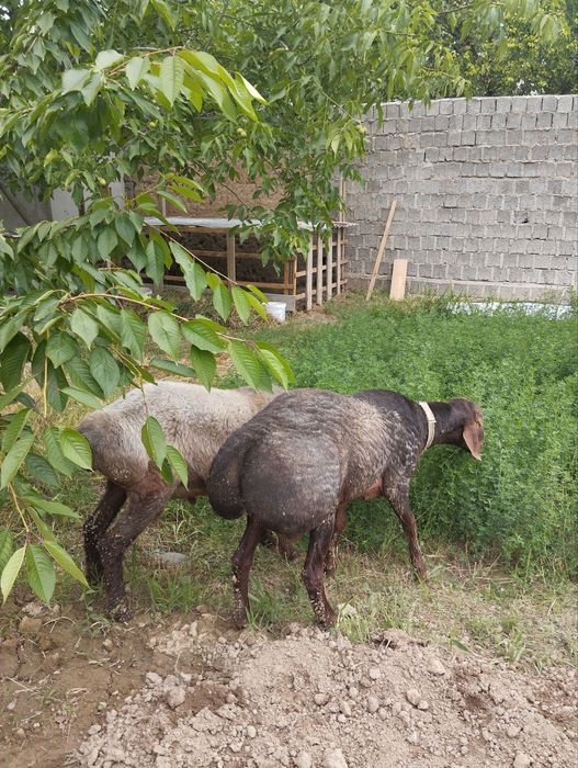 Кучкор сотилади.