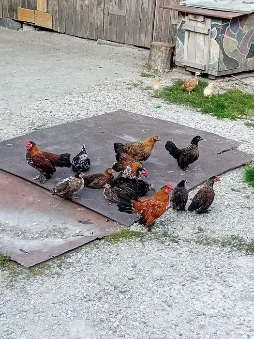 Pui de găină liliputi