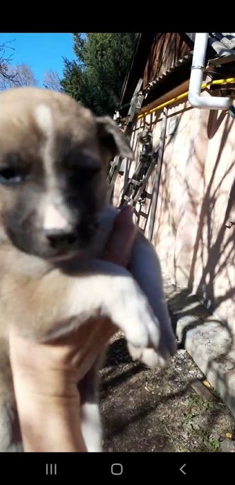 Отдам щенков в добрые руки