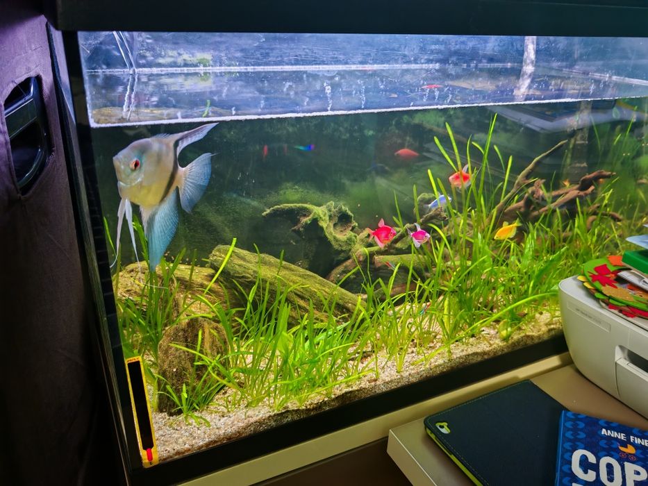 Vând acvariu 126 l eheim cu filtru extern