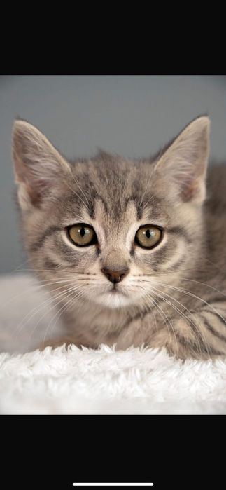 Котенок в добрые руки