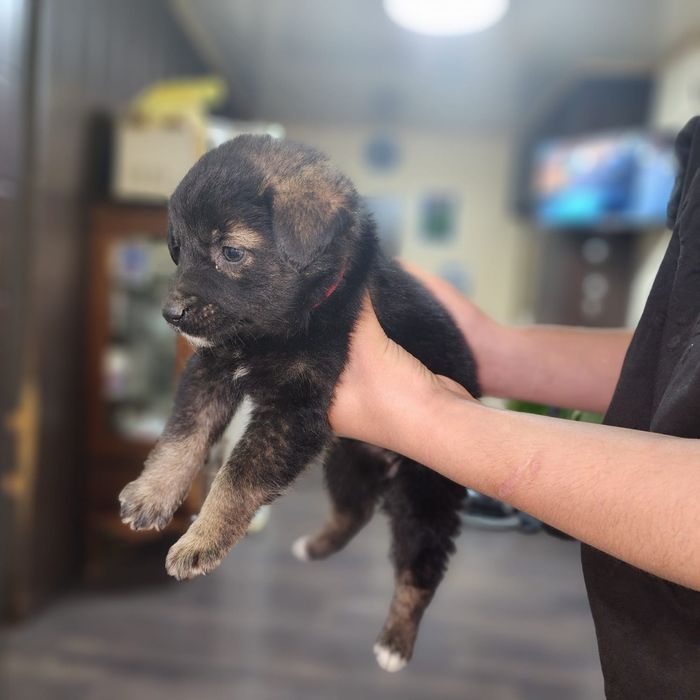 Отдам щенка, в добрые руки, девочка