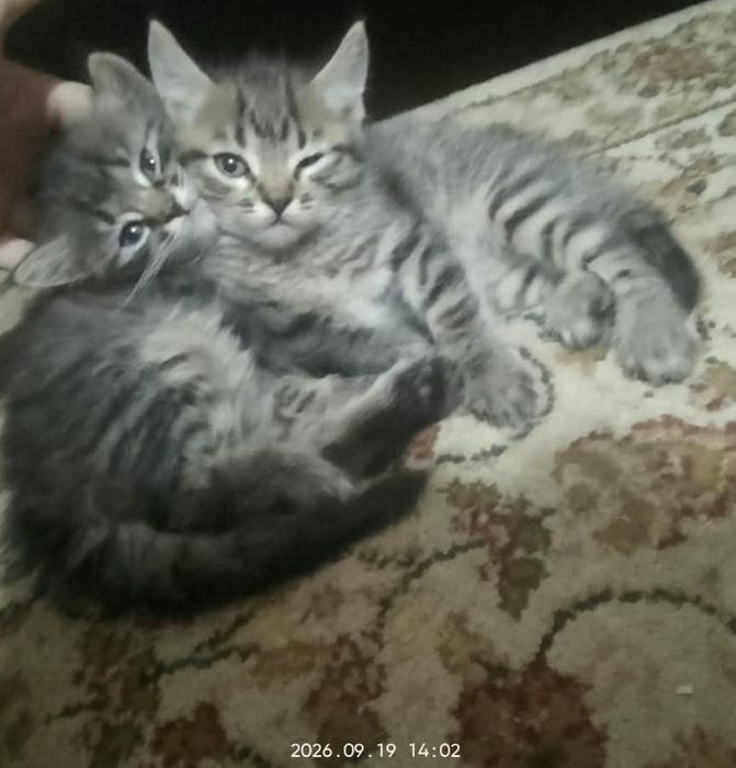 Котята бесплатно