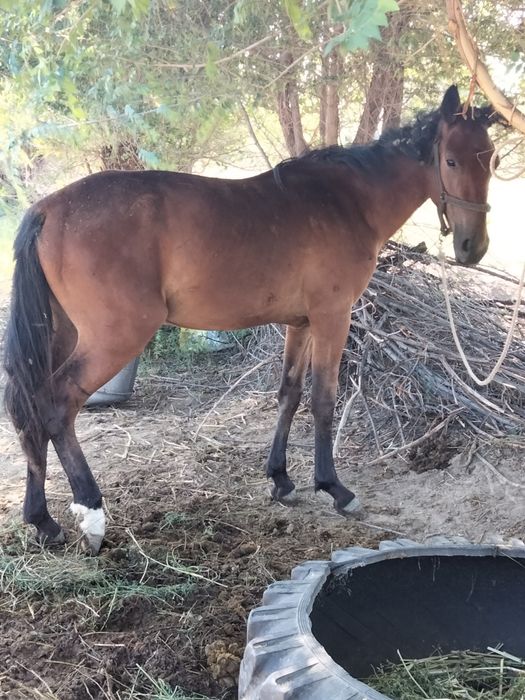 Жылкы сатылады еркек тай