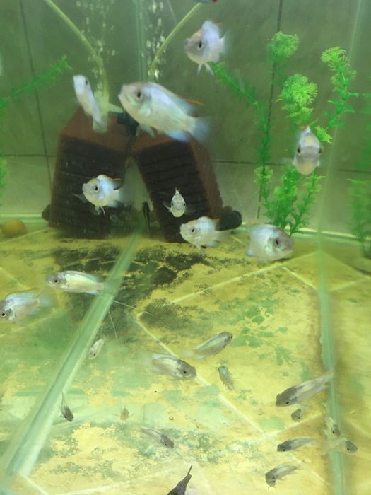 Pesti exotici de acvariu , gupy , xipho , molly, platy etc
