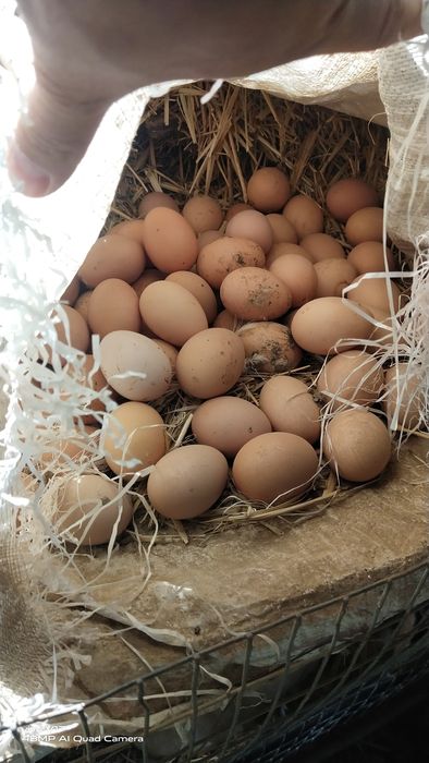 Брама  тухум сотилади