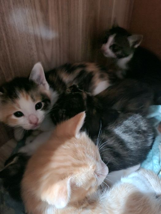 Красивые котята!