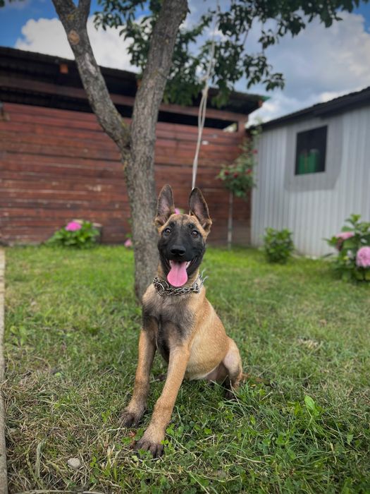 Ciobănesc belgian malinois