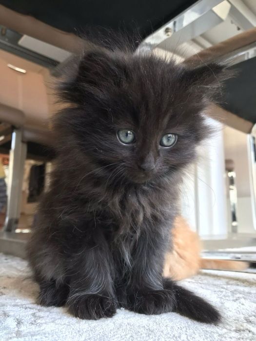 Maine coon disponibil