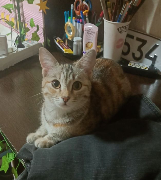 Срочно отдам кошку