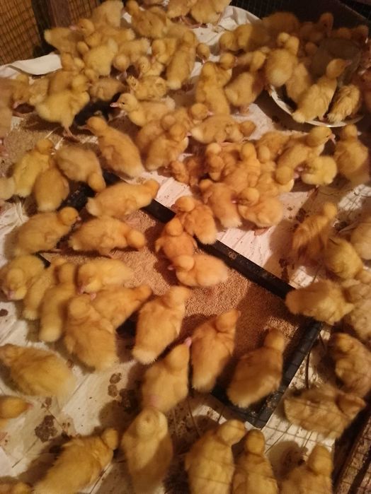 Продам двухдневных утят, гусят